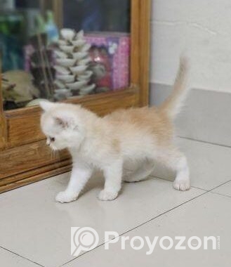 Persian Cat Baby