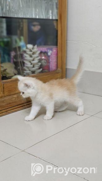 Persian Cat Baby