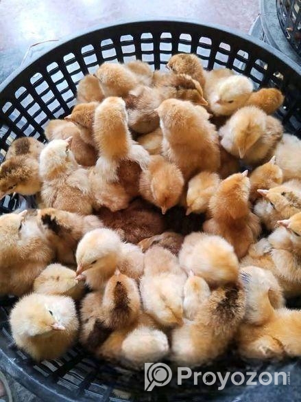 ১ দিনের বয়সের মুরগি বিক্রি করা হবে।