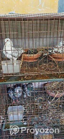 খাঁচা সহ চার জোড়া কবুতর