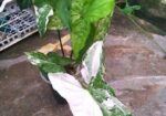 ইনডোর ও আউট ডোর প্যান্ট