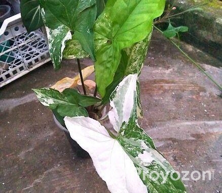 ইনডোর ও আউট ডোর প্যান্ট