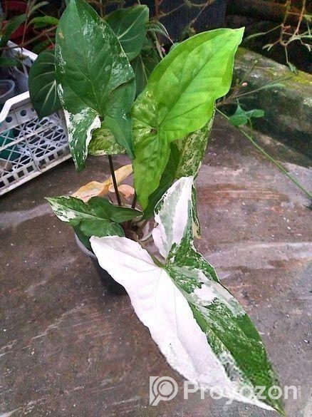 ইনডোর ও আউট ডোর প্যান্ট