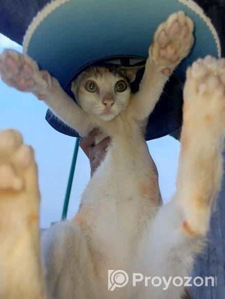 পোষাবেড়াল