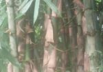 ২প্রকার বাস ১ বাকাল ২ বউরা