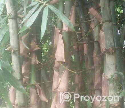 ২প্রকার বাস ১ বাকাল ২ বউরা