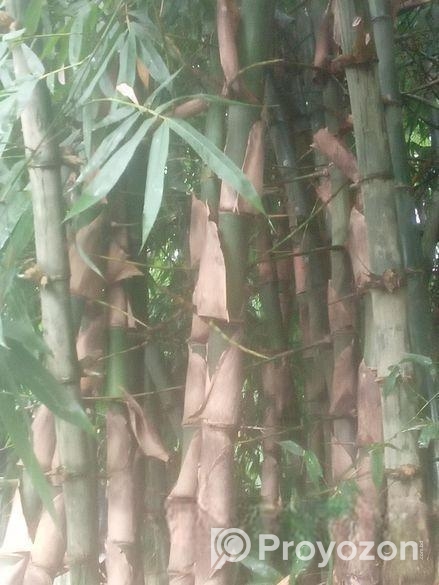 ২প্রকার বাস ১ বাকাল ২ বউরা