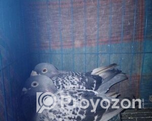 fitted-37_2025-08-16_10-36-15