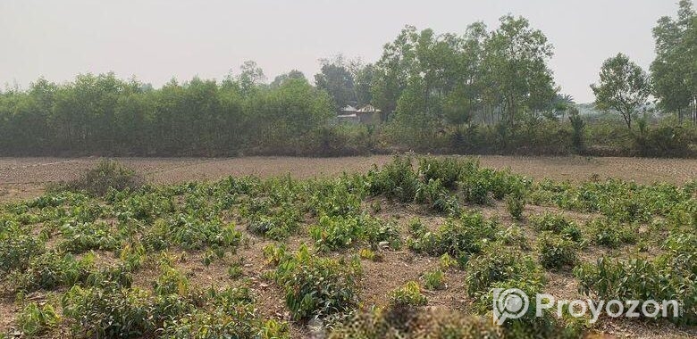 ৮৬০০০ স্কয়ারফিট এগ্রোবেইজ জমি ভাড়া শ্রীপুরে