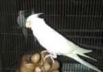Tame Albino Red Eye Cockatiel Baby.