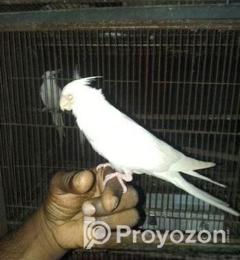Tame Albino Red Eye Cockatiel Baby.