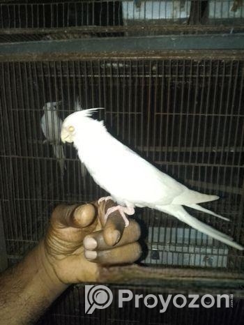 Tame Albino Red Eye Cockatiel Baby.