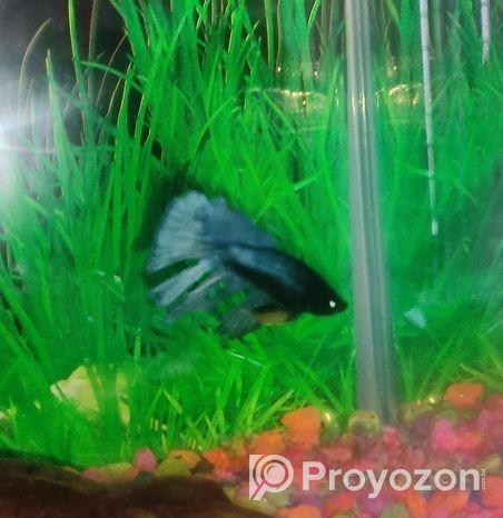 ফাইটার ব্যাটা ফিশ