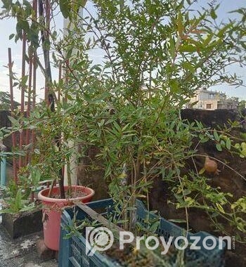 বিদেশি লিচু আম পেয়ারা আরো অন্যান্য ফলজ গাছ বড় ড্