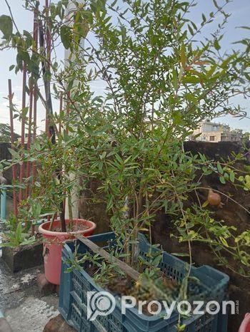 বিদেশি লিচু আম পেয়ারা আরো অন্যান্য ফলজ গাছ বড় ড্