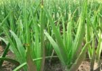 এলোভেরা পাতা/Alovera