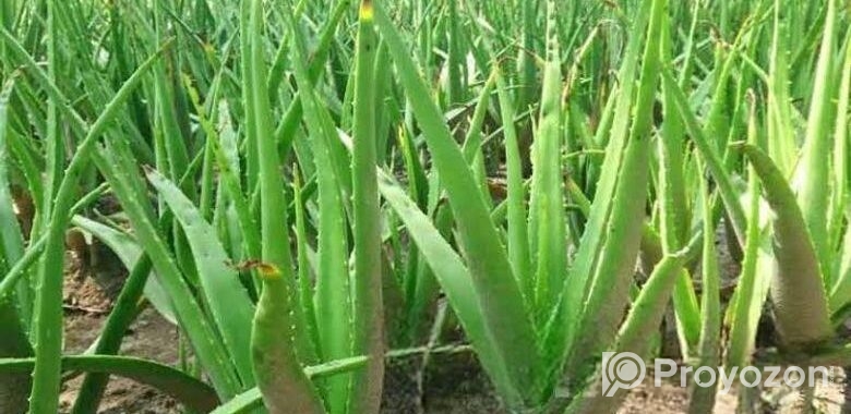 এলোভেরা পাতা/Alovera