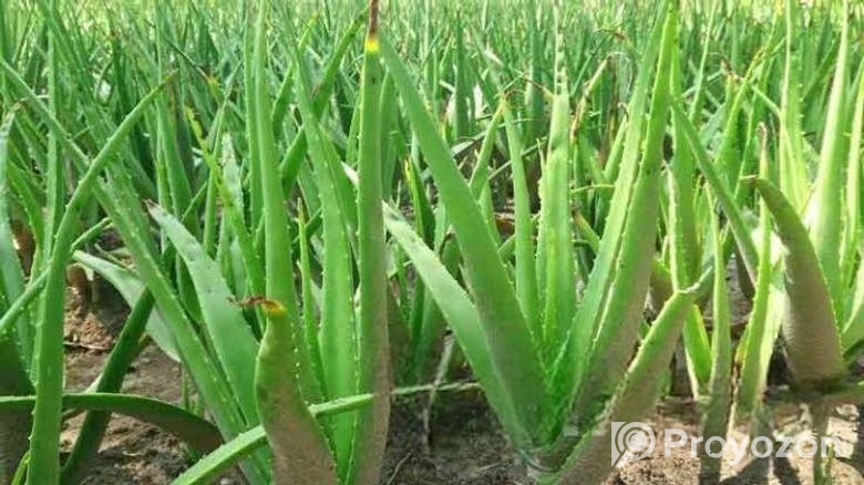 এলোভেরা পাতা/Alovera
