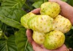 ননি ফল (ঔষুধি ফল)