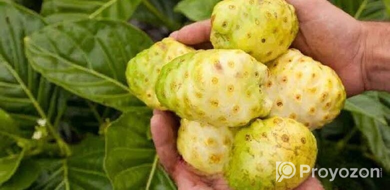 ননি ফল (ঔষুধি ফল)
