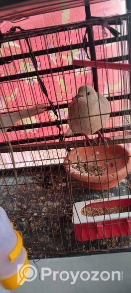 রানিং এক জোড়া ঘুঘু সেল হবে