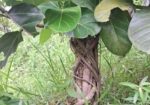 Bonsai Tree