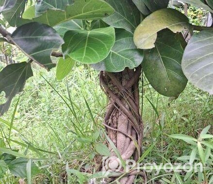 Bonsai Tree