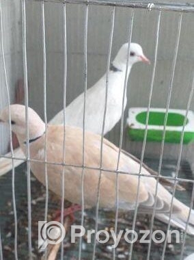 1 Pair Adult ঘুঘু পাখি