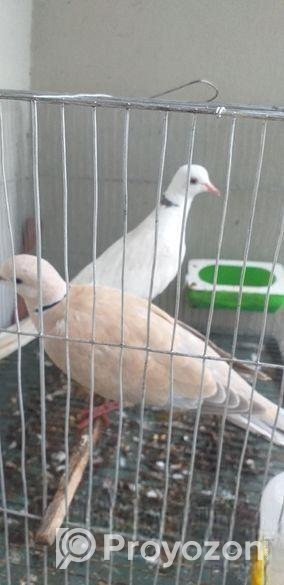 1 Pair Adult ঘুঘু পাখি