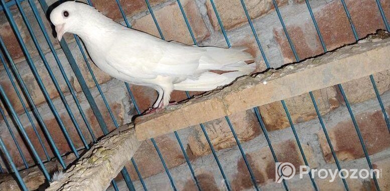 গিরিবাজ কবুতর