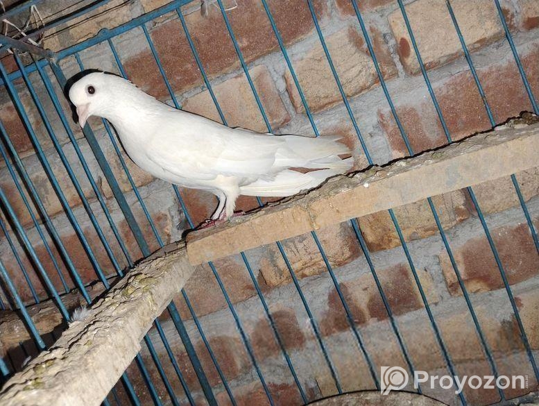 গিরিবাজ কবুতর