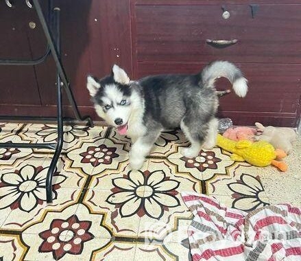 Siberian husky Dog Sell