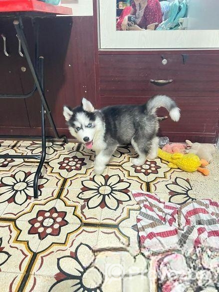 Siberian husky Dog Sell