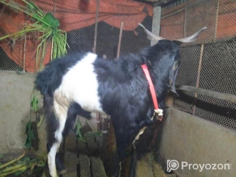 পাঠা ছাগল বিক্রি