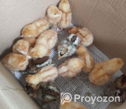 ১ দিনের বয়সের মুরগি বিক্রি করা হবে।