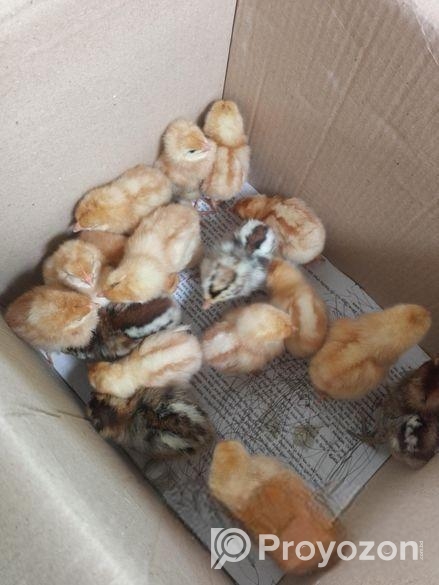 ১ দিনের বয়সের মুরগি বিক্রি করা হবে।