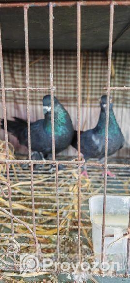 খাঁচা সহ চার জোড়া কবুতর