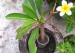 ইনডোর ও আউট ডোর প্যান্ট
