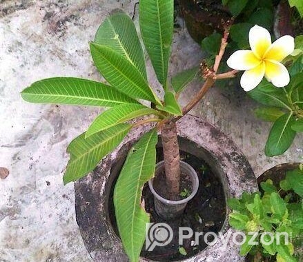 ইনডোর ও আউট ডোর প্যান্ট