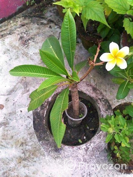 ইনডোর ও আউট ডোর প্যান্ট