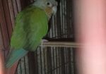 BIRD SELL