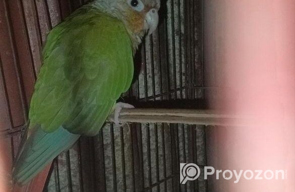 BIRD SELL