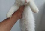 Parsian Female Cat