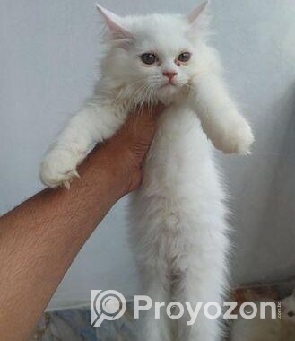 Parsian Female Cat