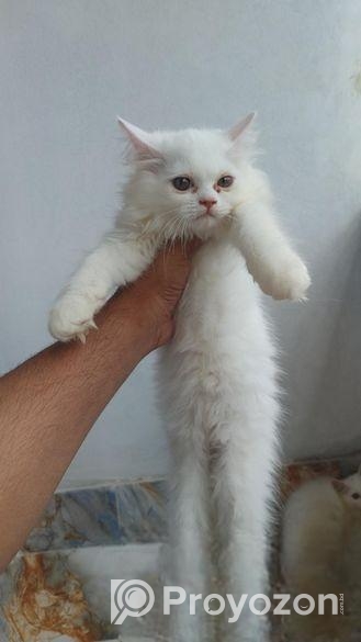 Parsian Female Cat