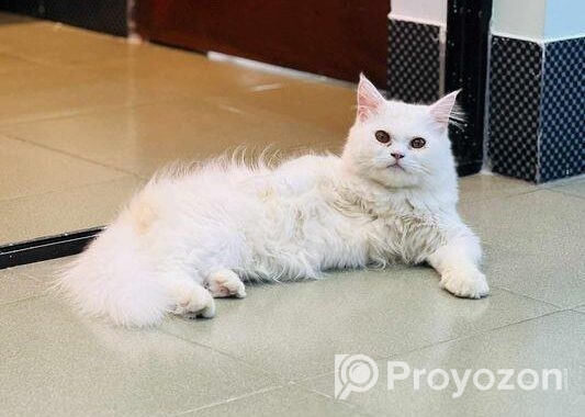 Persian Cat(male)