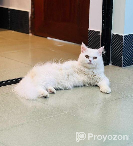 Persian Cat(male)