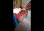 Tame Albino Red Eye Cockatiel Baby.