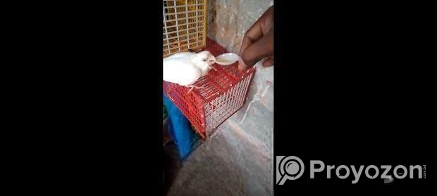 Tame Albino Red Eye Cockatiel Baby.