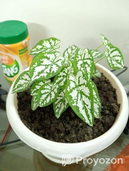 খুব সুন্দর গাছ